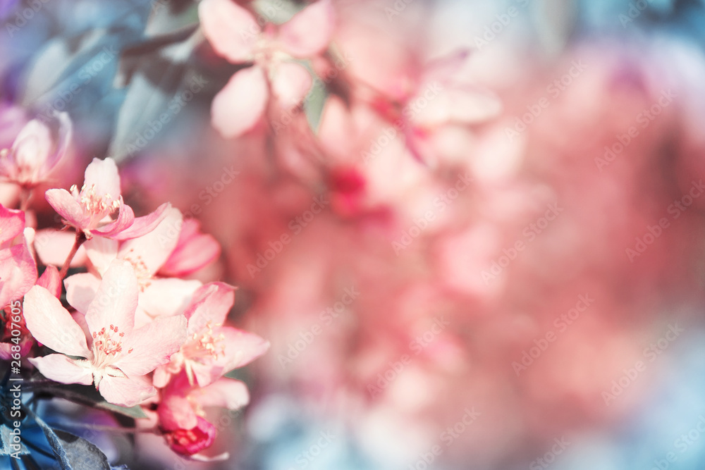 Gorgeous background with blooming coral cherry tree