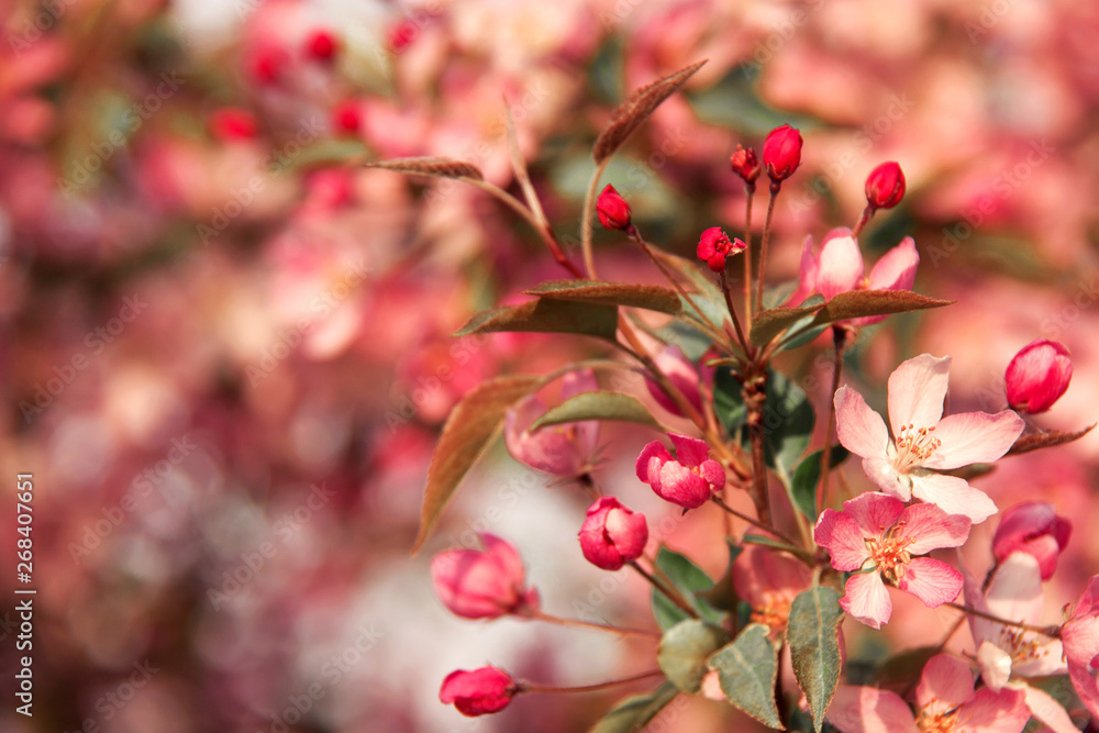 Obraz premium Gorgeous background with blooming coral cherry tree