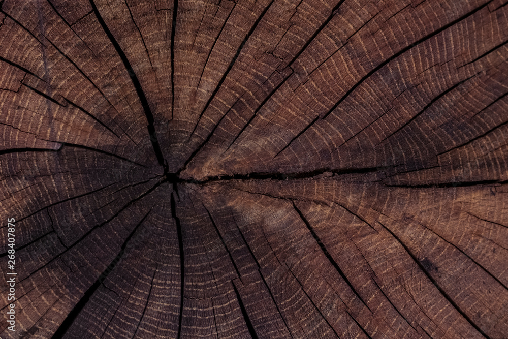 Fototapeta premium beautiful cut of old, dry wood. Rustic style. close up