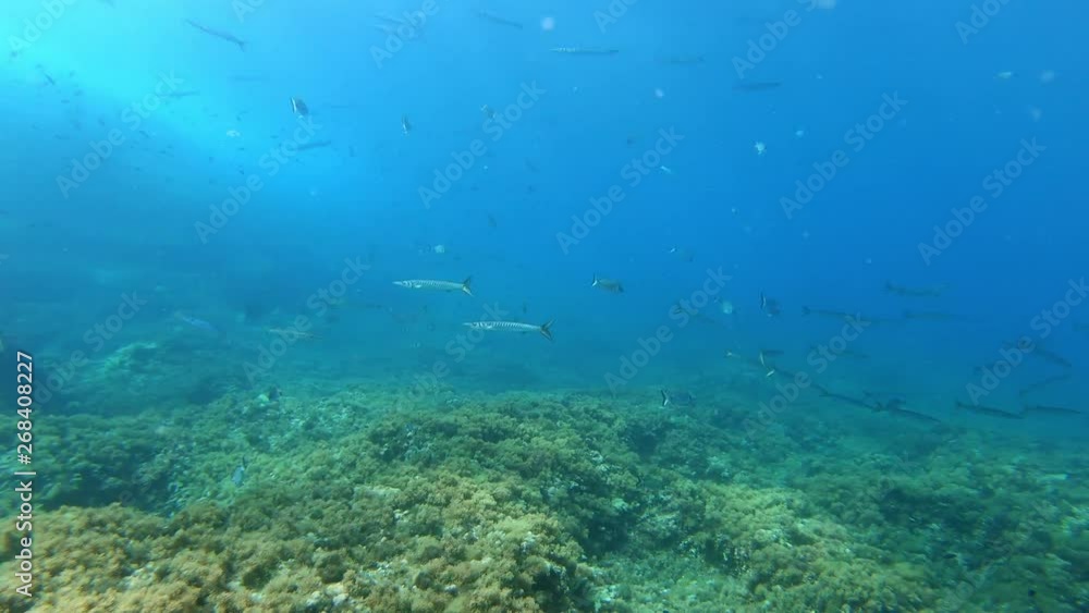 Underwater landscape wirh a lot of fishes in cloudy water Underwater landscape wirh a lot of fishes in cloudy water