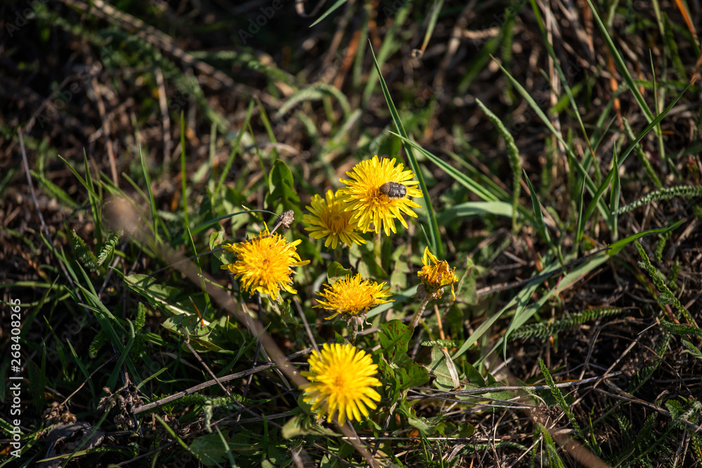 yellow dandelion yellow dandelion