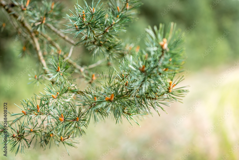 Young pine branches in spring.