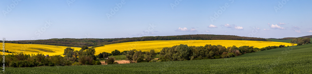 Yellow agriculture field of rapeseed or oilseed rape (Brassica napus) in bloom