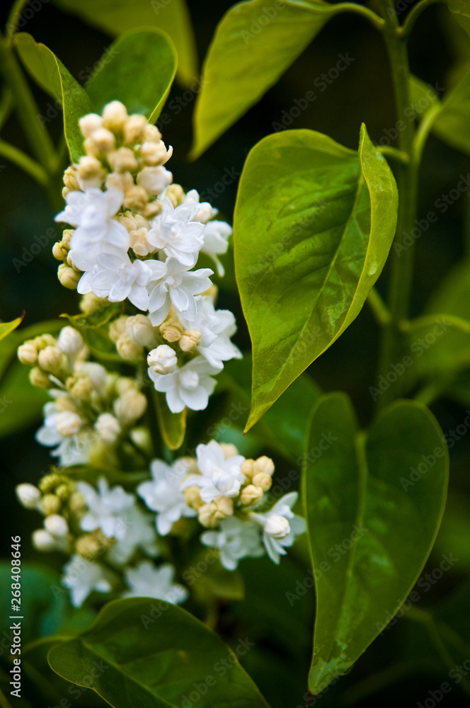 White lilac plant in bloom detail. Wet spring day. White lilac plant in bloom detail. Wet spring day.