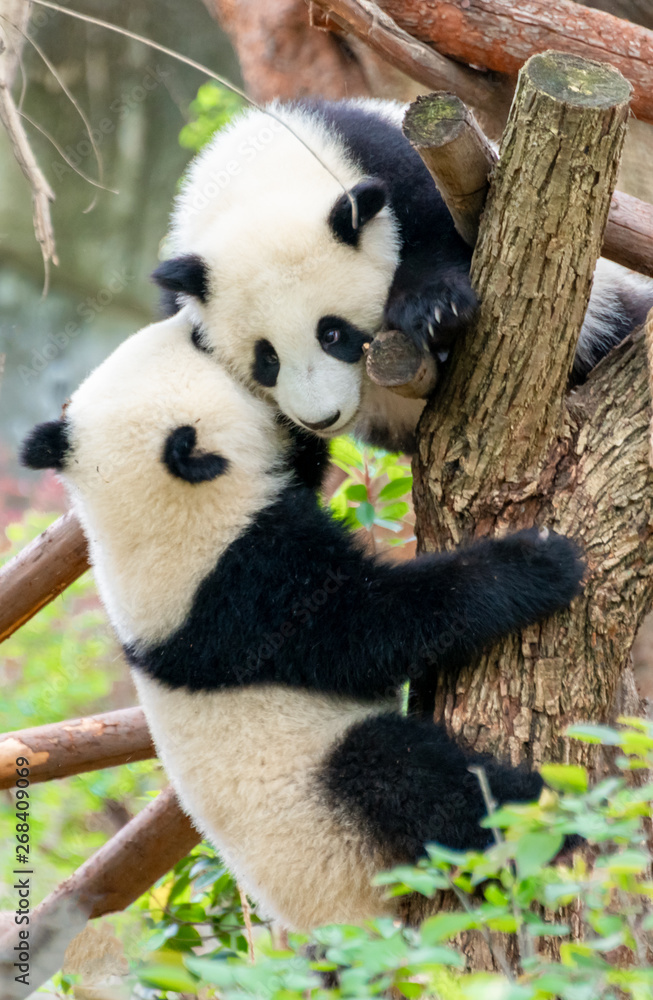 Two cute little pandas playing tree-climbing Two cute little pandas playing tree-climbing