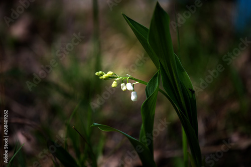 Wallpaper Mural lily of the valley Torontodigital.ca
