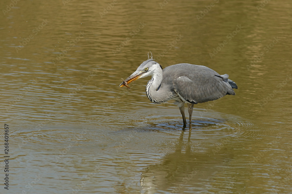 Fototapeta premium great blue heron in the water