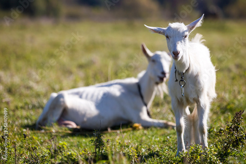 Two white bearded goats grazing in green meadow grass on bright sunny summer day.