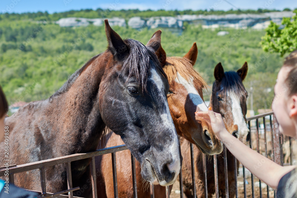 Fototapeta premium Various horses on the farm outdoors