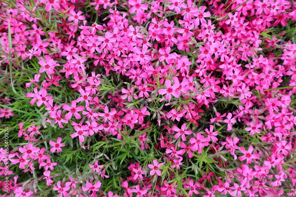 pink flowers background pink flowers background