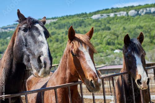 Various horses  on the farm outdoors