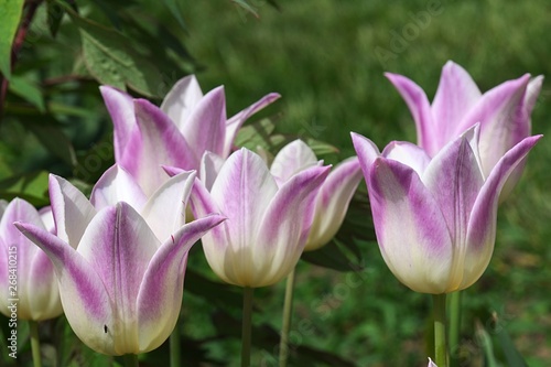 Lily-flowered tulip hybrid flowers Elegant Lady with lavender pink to white bicolored petals  afternoon sunshine