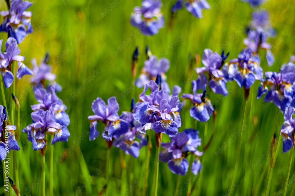 Obraz premium Iris sibirica.plants from botanical garden for catalog. Natural lighting effects. Shallow depth of field. Selective focus, handmade of nature. Flower landscape