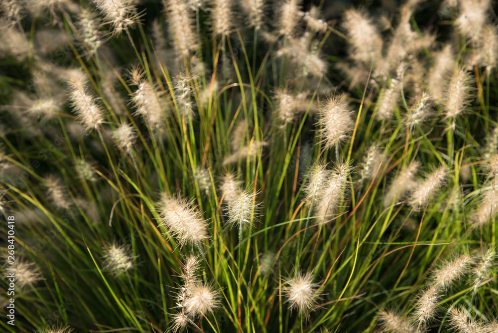 ornamental plant fountain grass background selective focus, white fluffy tails on green grass stems ornamental plant fountain grass background selective focus, white fluffy tails on green grass stems