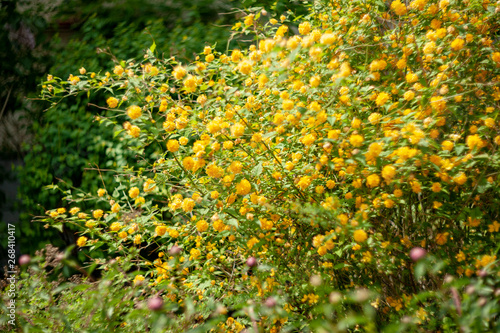 Canvastavla yellow kerria japonica pleniflora bachelor's button or jew's mallow family rosac