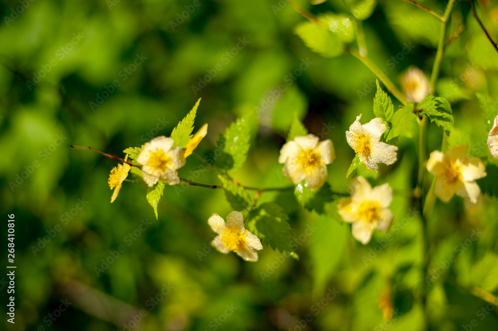Fototapeta premium Kerria japonica plants from botanical garden for catalog. Natural lighting effects. Shallow depth of field. Selective focus, handmade of nature. Flower landscape