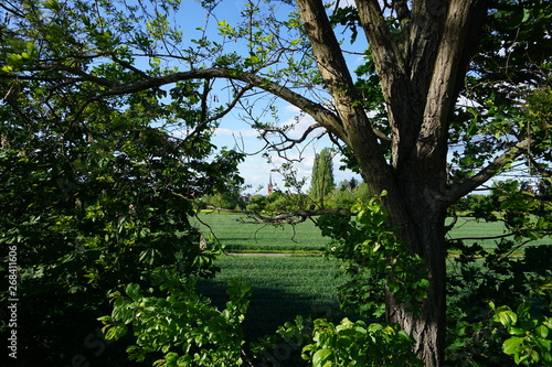 Blick ins Grüne