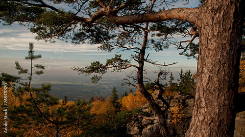 Blick ins Tal im Herbst mit Föhre