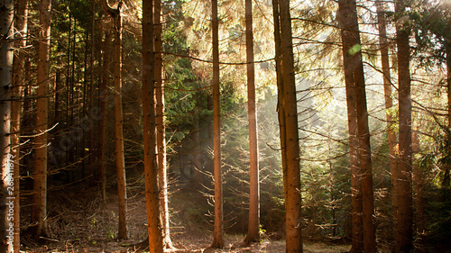 Sonnenstrahlen im Nadelwald