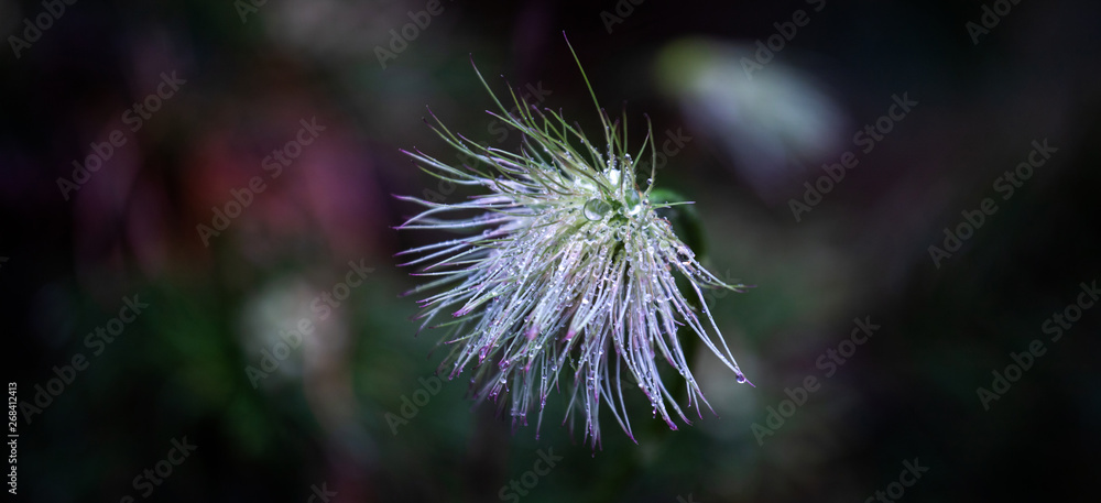 dew on the flower dew on the flower
