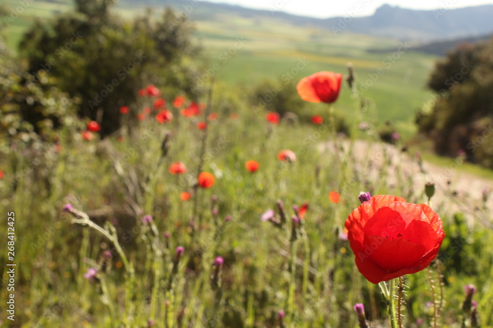 Naklejka premium amapola