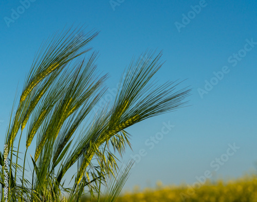 ears of wheat against the sky