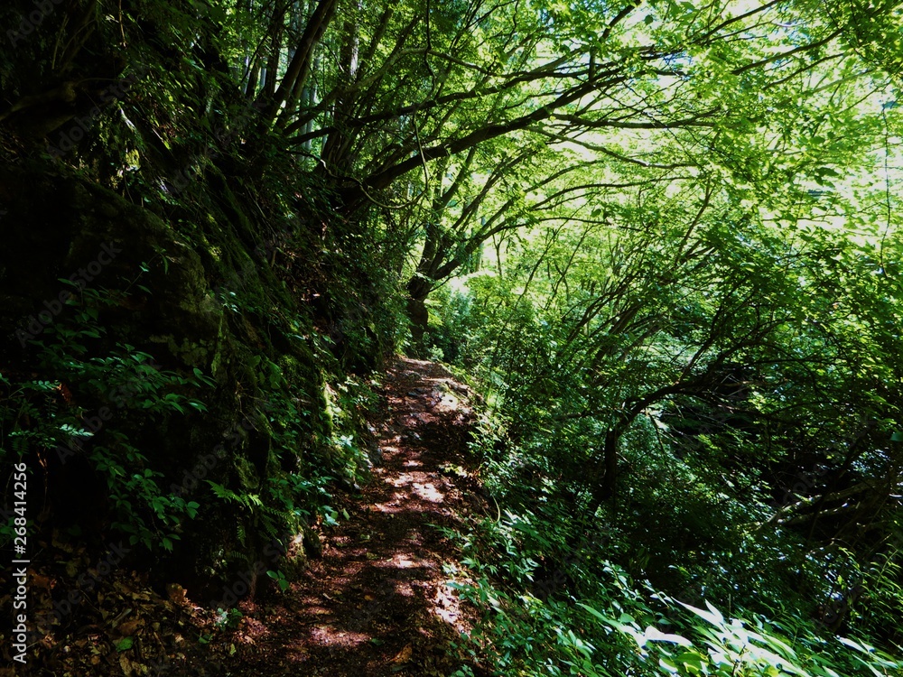 Fototapeta premium 川苔山
