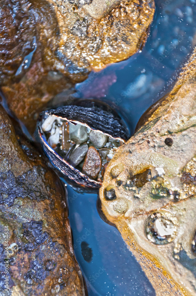 Mussel shell and rocks collected in low tide pool ocean water in Oregon Mussel shell and rocks collected in low tide pool ocean water in Oregon