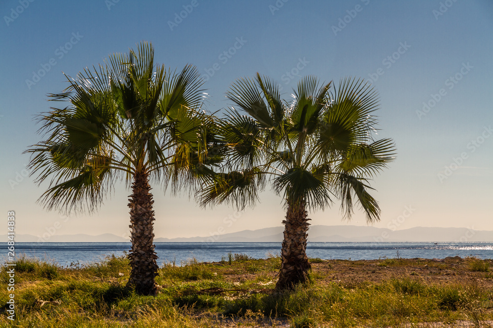 Two palm trees, sea in background