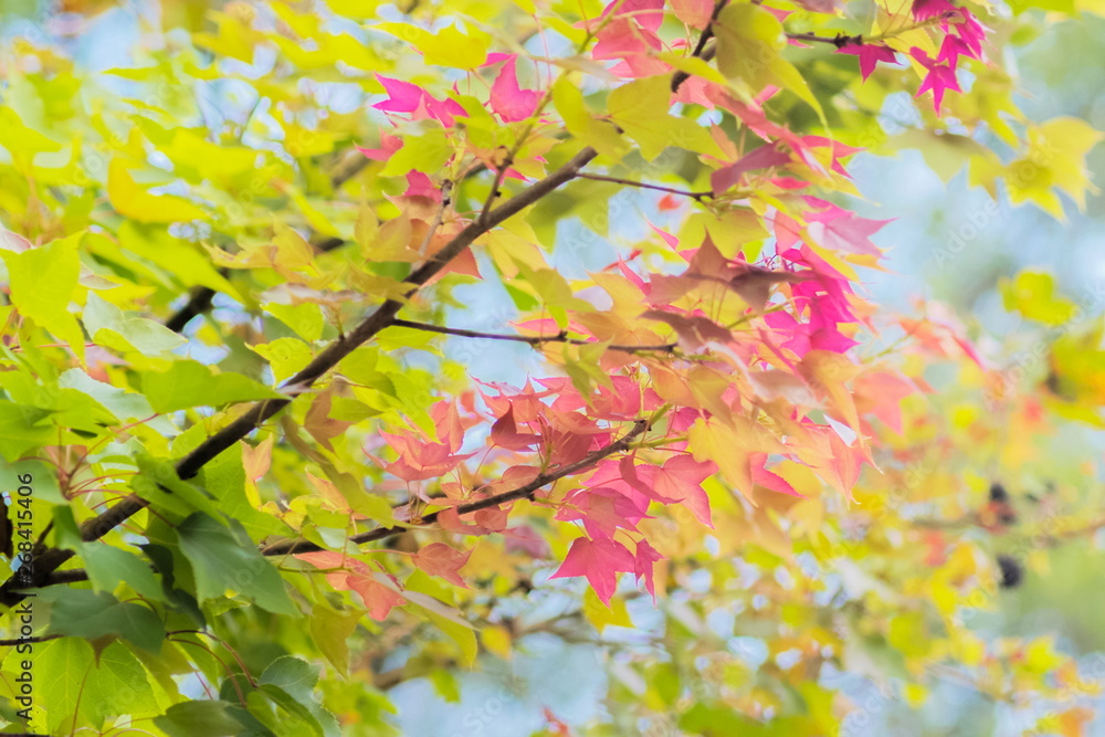 Soft Focus Colorful Maple Leaves blossom on tree branches with nature blurred background, wild maple nature in Doi Inthanon, Chiang Mai, northern of Thailand.