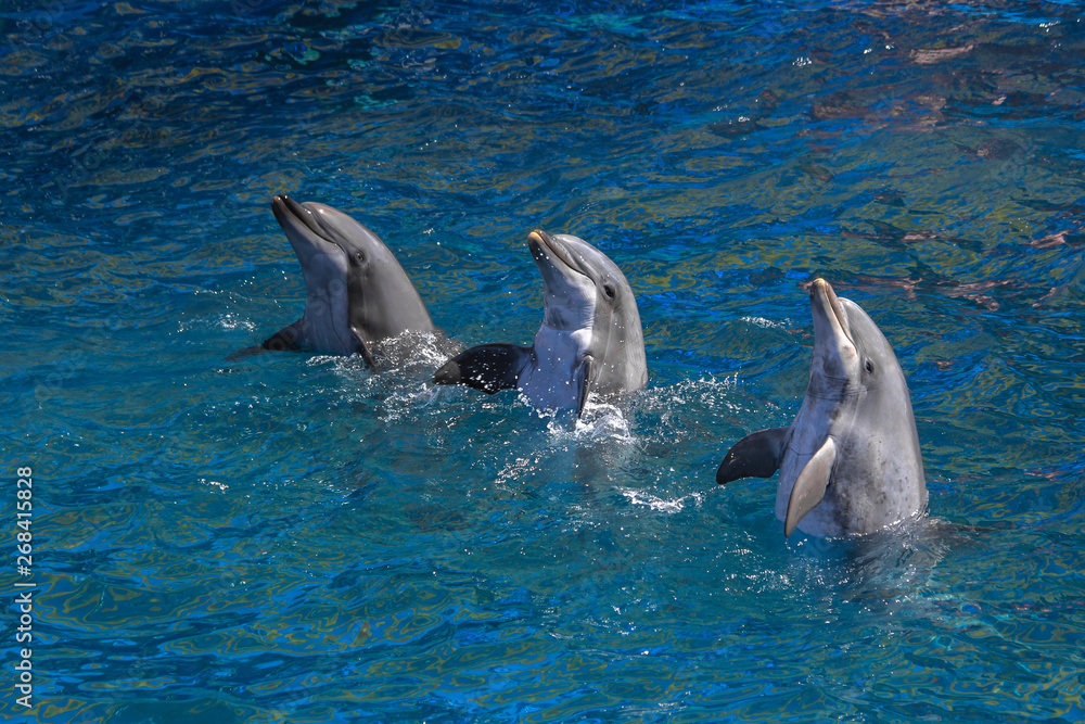 Obraz premium Three Dolphins performing in the pool