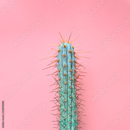 Fashion Blue Cactus Coral colored pastel background. Trendy tropical plant close-up. Art Concept. Creative Style. Sweet coral fashionable cactus Mood