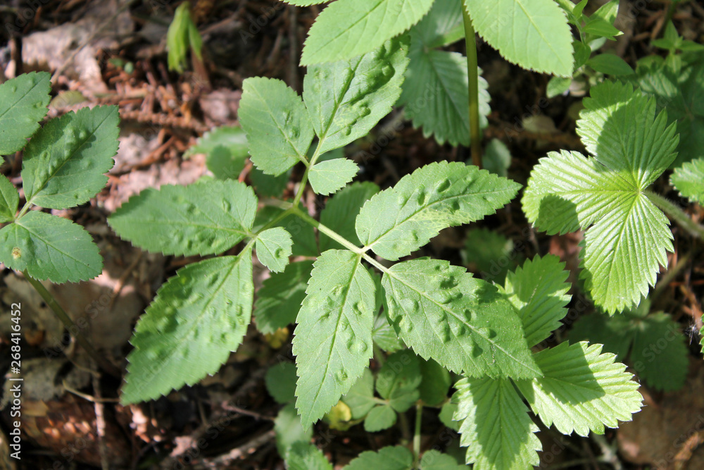 Galls of Trioza flavipennis on green leaf of Aegopodium podagraria or Ground elder. May, Belarus Galls of Trioza flavipennis on green leaf of Aegopodium podagraria or Ground elder. May, Belarus