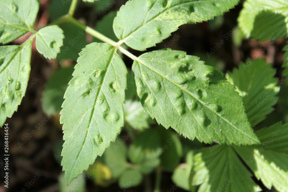 Galls of Trioza flavipennis on green leaf of Aegopodium podagraria or Ground elder. May, Belarus Galls of Trioza flavipennis on green leaf of Aegopodium podagraria or Ground elder. May, Belarus