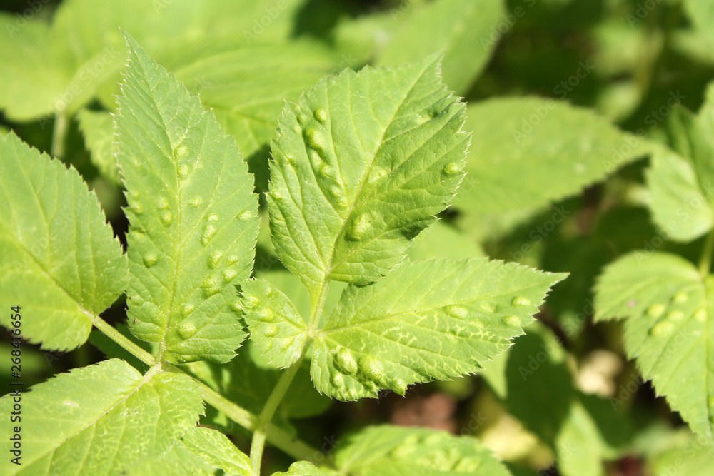 Galls of Trioza flavipennis on green leaf of Aegopodium podagraria or Ground elder. May, Belarus Galls of Trioza flavipennis on green leaf of Aegopodium podagraria or Ground elder. May, Belarus