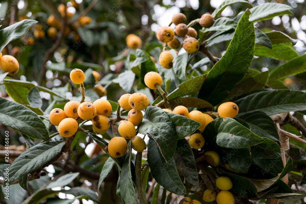 medlar, loquat, Eriobotrya japonica tree with fruits medlar, loquat, Eriobotrya japonica tree with fruits