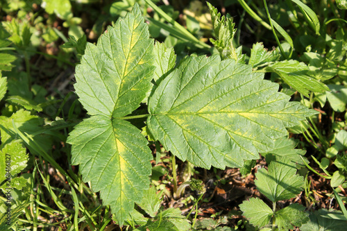 Chlorotic symptoms of Raspberry bushy dwarf virus (RBDV). Yellows disease symptoms in leaf of red raspberry (Rubus idaeus)