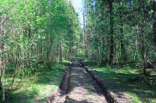 old road in the forest