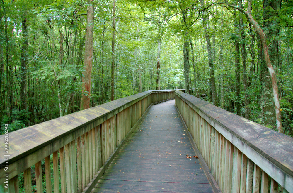 An elevated path over a swamp at Tickfaw State Park, located 7 mi (11 km) west of Springfield, in Livingston Parish, Louisiana, USA. An elevated path over a swamp at Tickfaw State Park, located 7 mi (11 km) west of Springfield, in Livingston Parish, Louisiana, USA.