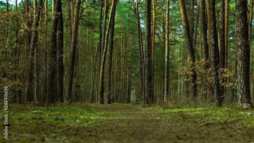 Fototapeta Naklejka Na Ścianę i Meble -  U nas w lesie 