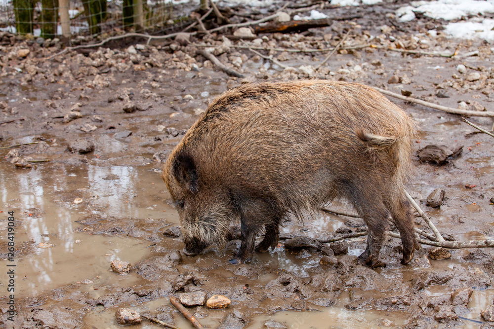 Wild Boar (Sus scrofa) in mud puddle Wild Boar (Sus scrofa) in mud puddle
