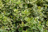 Background of beautiful green argenteovariegata plants with small leaves
