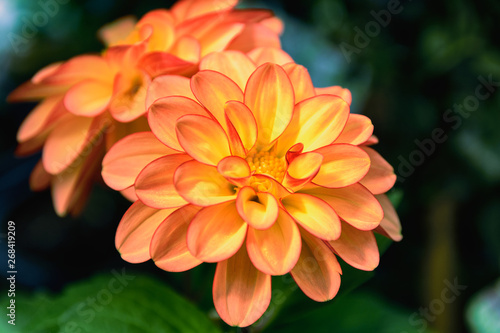 Incredibly beautiful bright yellow-orange dahlia with delicate thin red edging on twisted-shaped petals, close-up