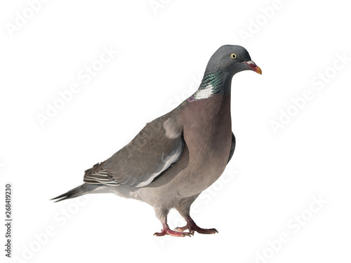 Close up side view of common european wood pigeon facing right and isolated on white background