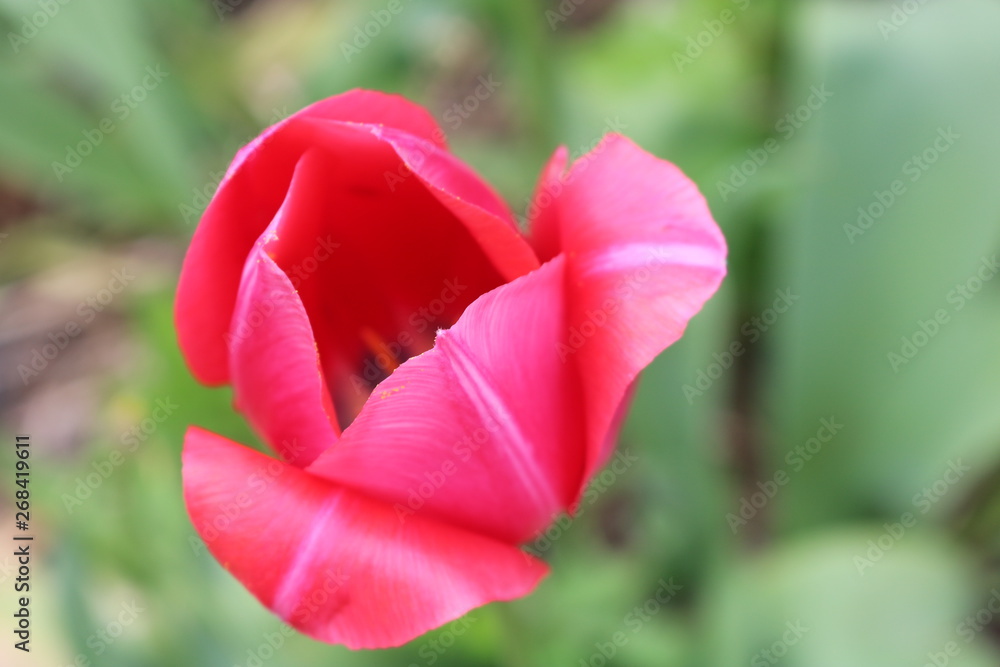 Brightly colored single tulip in backyard spring garden 