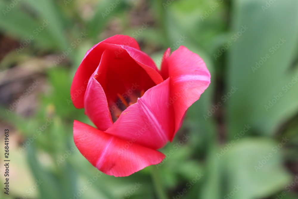 Red tulip in full bloom in backyard spring garden Red tulip in full bloom in backyard spring garden