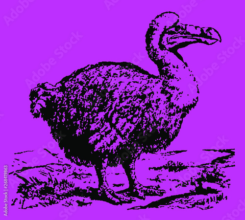 Extinct dodo raphus cucullatus standing in a landscape, after vintage engraving from 19th century
