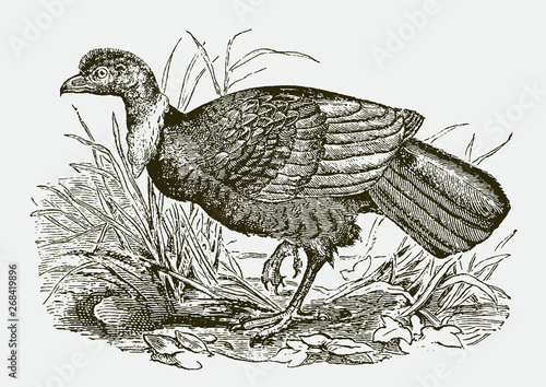 Australian brushturkey, alectura lathami walking through grasses. Illustration after an antique engraving from the 19th century
