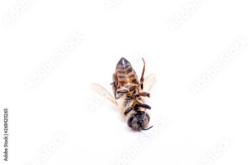 dead fallen bee on white background, conceptual image on pesticides and environmental risk. Bee on extermination, dead on the ground. © RHJ
