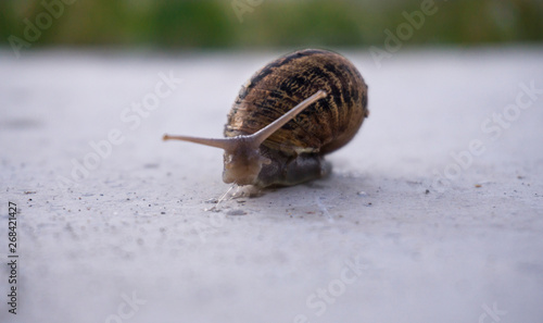 Big snail in shell crawling on white floor background. Closeup of Helix pomatia also Roman / Burgundy / edible snail, escargot, is a species of large, edible, air-breathing land snail. Selective focus